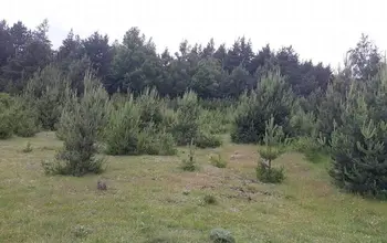 Auction image Парцел (ПИ, УПИ, двор)