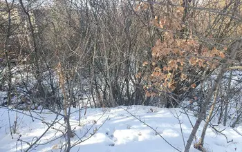 Auction image Парцел (ПИ, УПИ, двор)