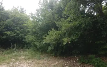 Auction image Парцел (ПИ, УПИ, двор)