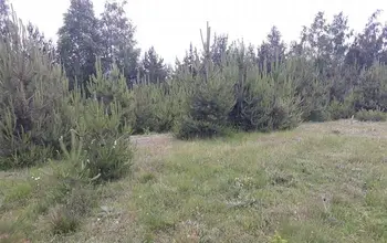 Auction image Парцел (ПИ, УПИ, двор)
