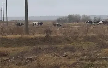Auction image Farmland