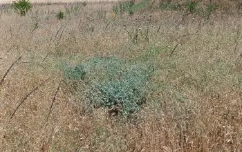 Auction image Farmland