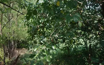 Auction image Land for building