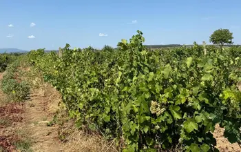 Auction image Farmland